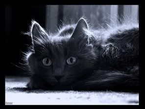 Black Kitten Pictures, Images and Photos