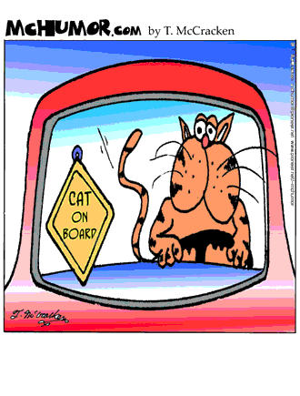 catdrivin.gif image by ternerzero