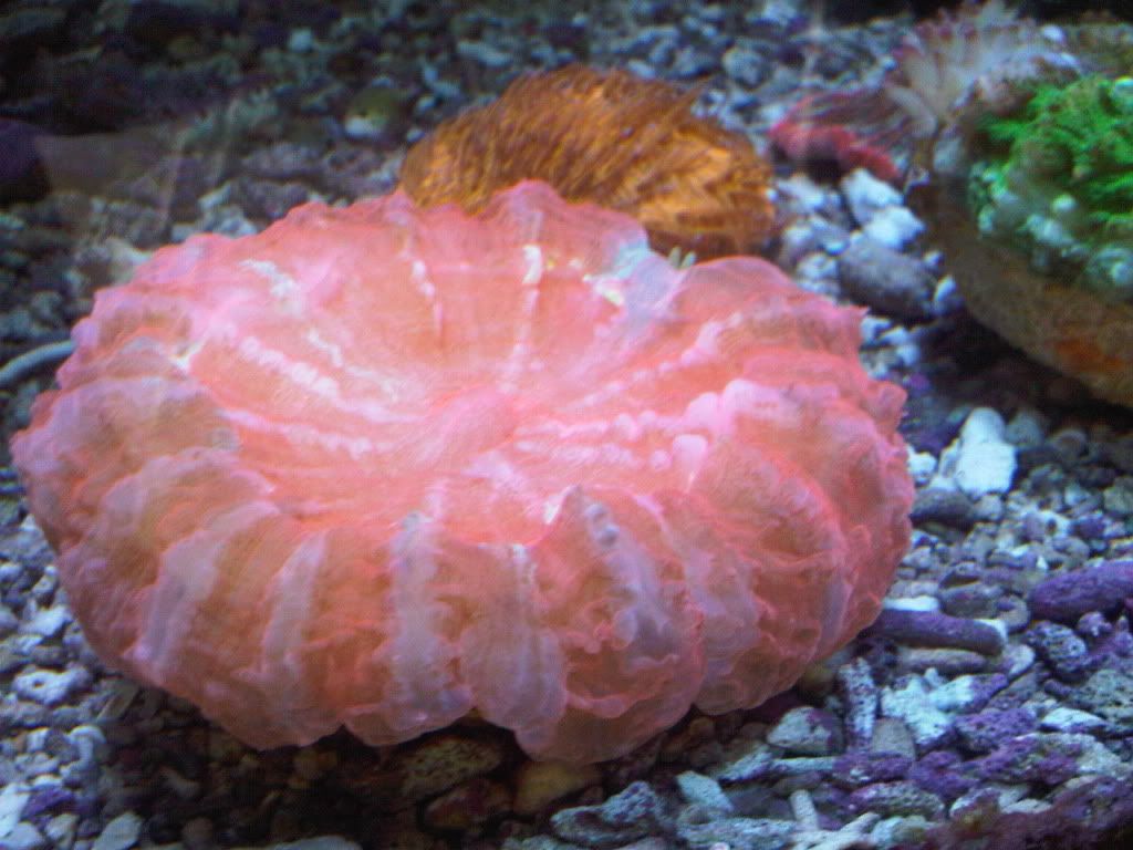 IMG00255-20100805-0915.jpg