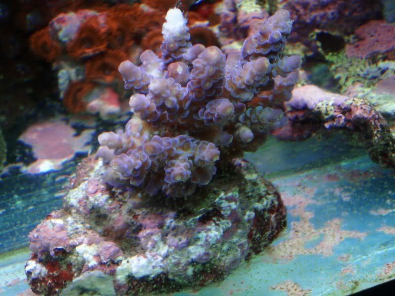 P5244000.jpg