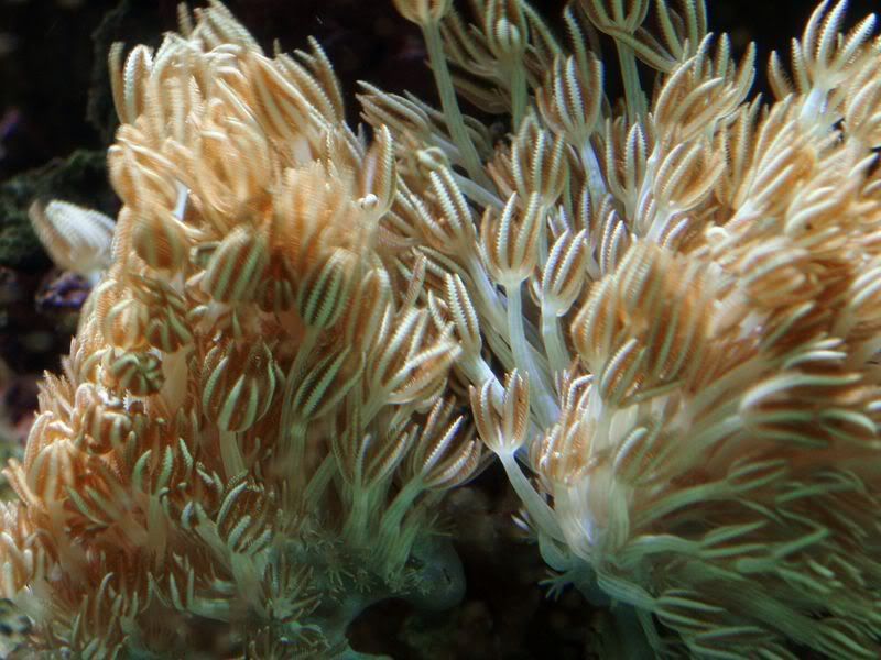 P5244011.jpg
