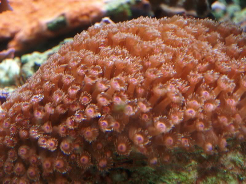 P5244015.jpg