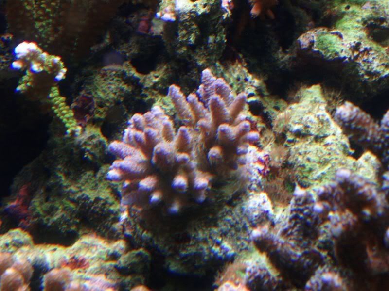 P5244029.jpg