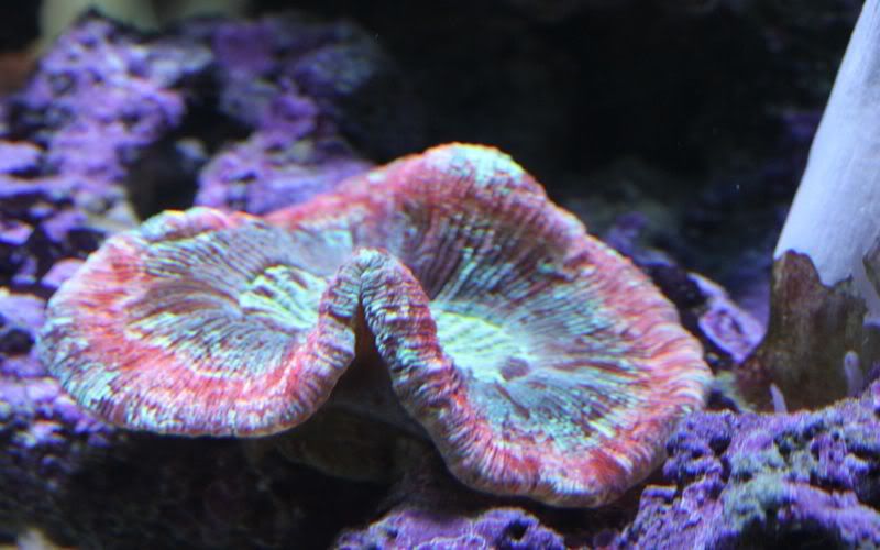 rezisebraincoral.jpg