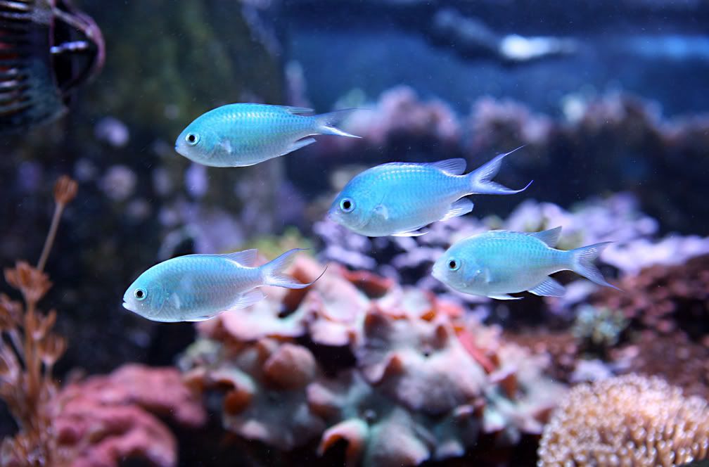 4chromis.jpg