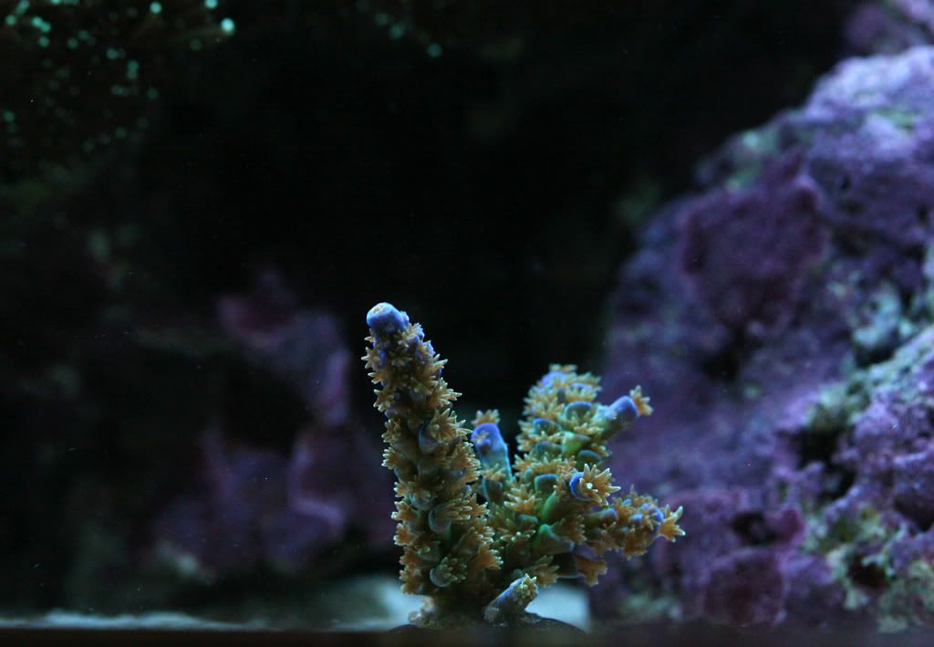 Chips+acropora