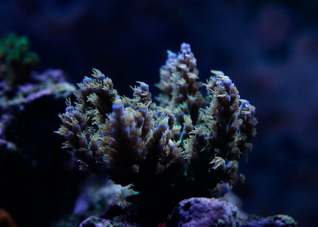 Chips+acropora