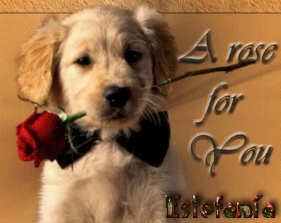 A_rose_for_you2.jpg picture by stefy_1945