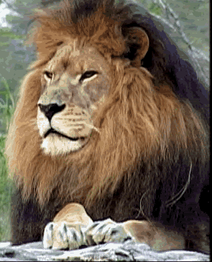 animated lion photo: Lion King LionKing.gif