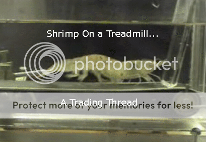 Shrimp On A Treadmill (A trading thread)